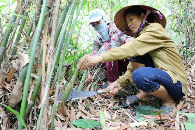 Tới mùa, rủ nhau cơm nắm, cơm đùm lên rừng kiếm tiền từ “lộc rừng” - 2