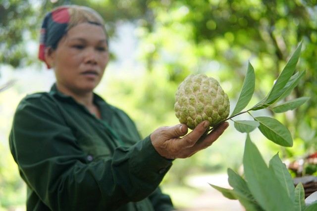 Trồng na sạch trên núi Mặt Quỷ, thương lái Trung Quốc vào tận nơi lùng mua - 1