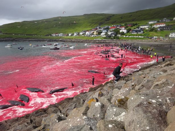 Dồn 200 cá voi vào một góc rồi đâm chém chết sạch: Đảo Faroe nói gì? - 1