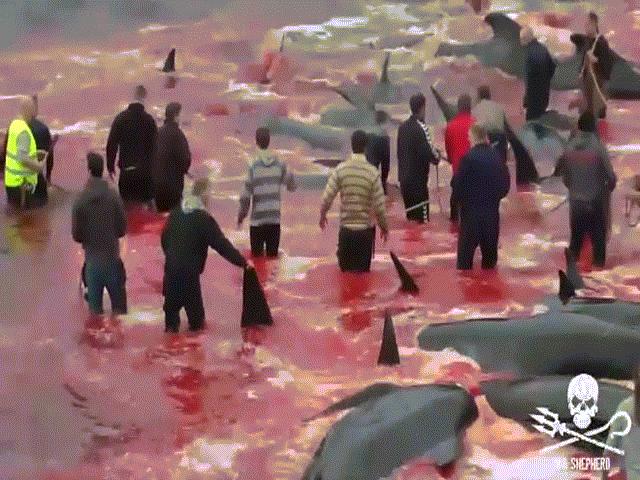 Dồn 200 cá voi vào một góc rồi đâm chém chết sạch: Đảo Faroe nói gì?