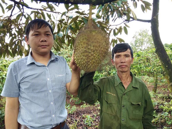 U50 cho sầu riêng “chung nhà” với cà phê, bỏ túi 1 tỷ/năm - 4