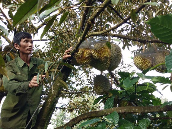 U50 cho sầu riêng “chung nhà” với cà phê, bỏ túi 1 tỷ/năm - 5