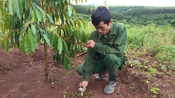 U50 cho sầu riêng “chung nhà” với cà phê, bỏ túi 1 tỷ/năm - 6