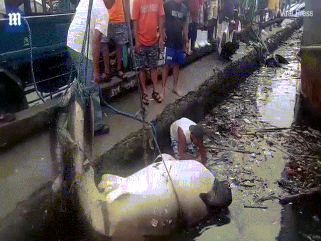 Philippines: Thảm cảnh cá mập voi nặng 2 tấn chết, ngập trong rác