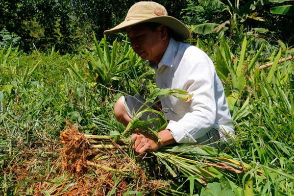 Hơn 100 tấn nghệ của nông dân Quảng Nam cần &#34;giải cứu&#34; - 2