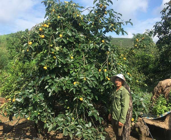 Làm giàu ở nông thôn: Trồng 1.000 gốc hồng giòn, thu nửa tỷ/năm - 4