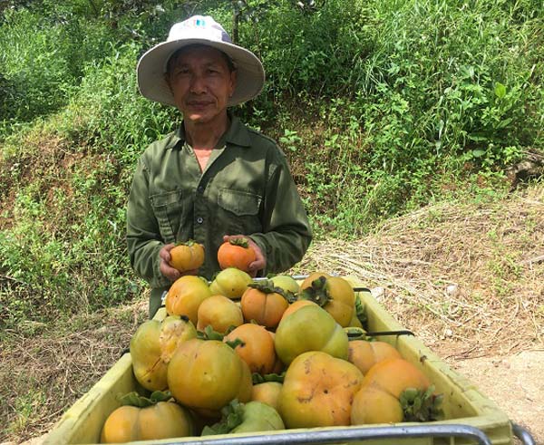 Làm giàu ở nông thôn: Trồng 1.000 gốc hồng giòn, thu nửa tỷ/năm - 6