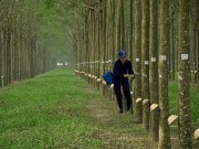 Tài chính - Bất động sản - Đại gia Bình Dương “kiếm đậm” từ thanh lý cây &quot;vàng trắng&quot;