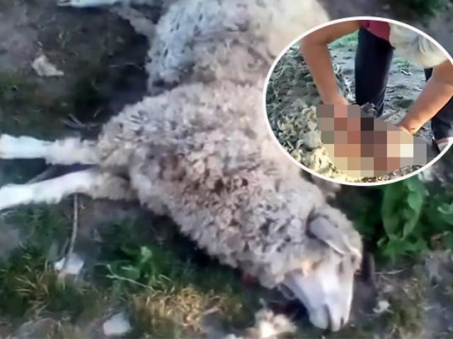 8 con cừu bị giết chết, hút cạn sạch máu một cách bí ẩn