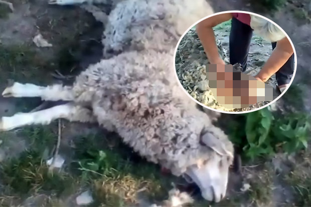 8 con cừu bị giết chết, hút cạn sạch máu một cách bí ẩn - 1