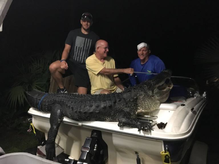 Ngỡ ngàng cá sấu khủng nặng 4,5 tạ ở Florida - 1