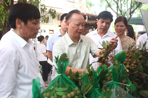 Hà Nội: Trồng nhãn đặc sản, miền đất này thu 400 tỷ đồng/năm - 1