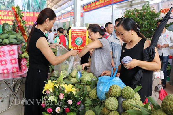 Cận cảnh những trái na khủng nặng trên 1kg có giá 150.000 đồng/quả - 10