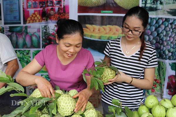 Cận cảnh những trái na khủng nặng trên 1kg có giá 150.000 đồng/quả - 4