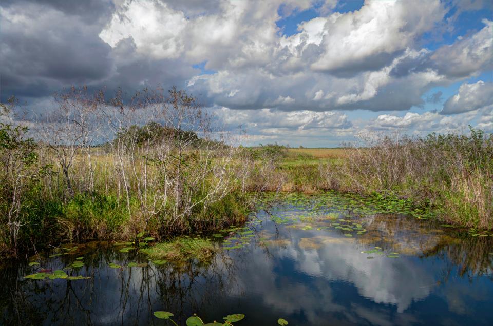 Loài siêu trăn trỗi dậy đe dọa môi trường sống con người ở Florida - 3