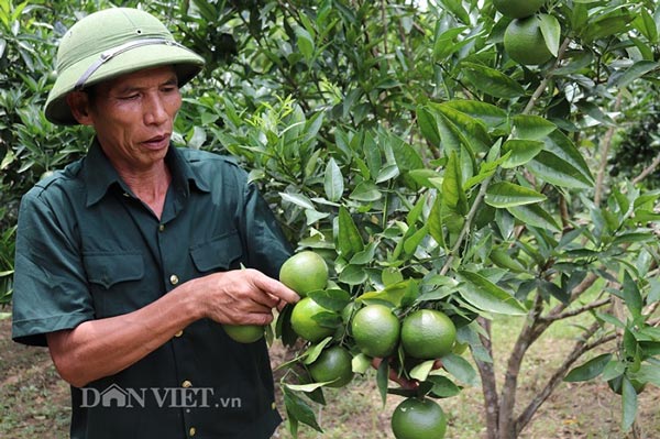 Gốc quýt cổ thụ chẳng biết giống gì mà “đẻ” ra cả trăm triệu/năm - 4