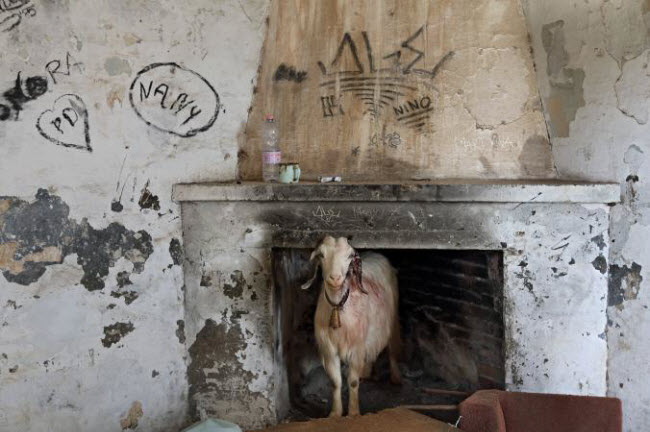 Ngày nay, những người chăn cừu địa phương sử dụng các ngôi nhà hoang ở ngôi làng Villaggio Asproni để nhốt gia súc.