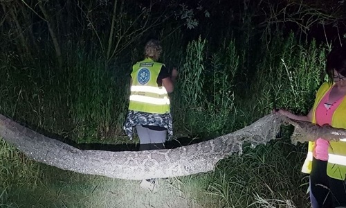 Truy tìm trăn khổng lồ dài 6 mét sổng chuồng ở Ba Lan - 1