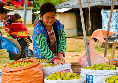 Lên núi hái &#34;lộc rừng&#34;, nông dân Tỏa Tình thu tiền triệu mỗi ngày - 2