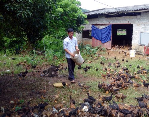 Thả gà trên rừng Chí Linh, mới 10 năm đã thành tỷ phú - 1