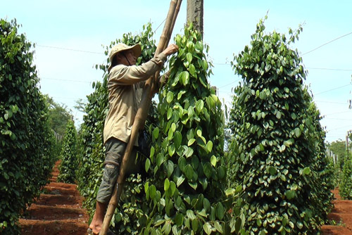 &#34;Vàng đen&#34; gặp “bão&#34; giá, nguy cơ tụt khỏi nhóm hàng tỷ đô - 2