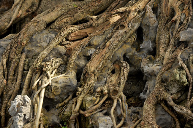 Bộ gốc, rễ của cây ôm chặt vào những hòn đá. 
