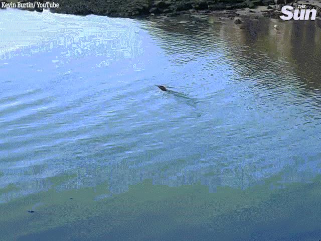 Kỳ dị cảnh “rồng biển” bơi trên sông Anh