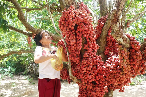 Hàng chục gốc quả mọc từ thân đỏ rực tại Gia Lai &#34;hút khách&#34; - 15