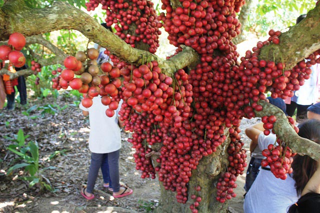 Hàng chục gốc quả mọc từ thân đỏ rực tại Gia Lai &#34;hút khách&#34; - 2