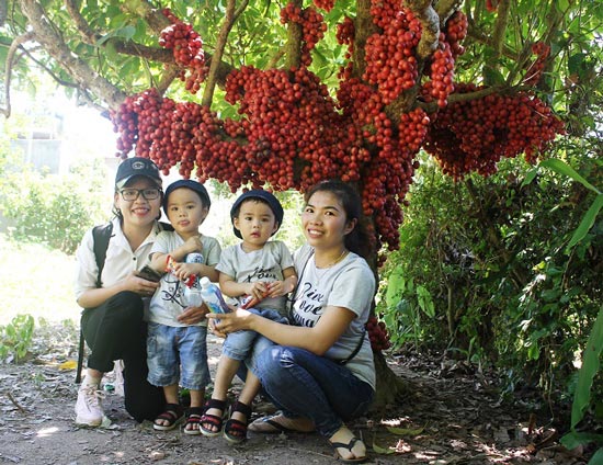 Hàng chục gốc quả mọc từ thân đỏ rực tại Gia Lai &#34;hút khách&#34; - 6