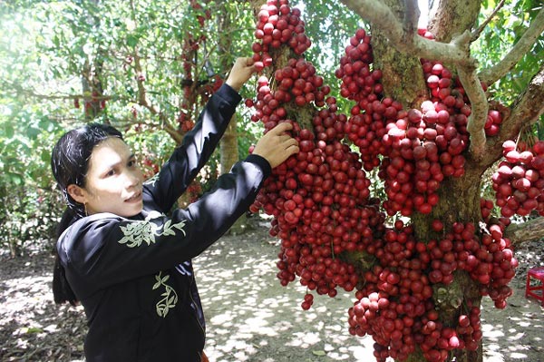 Hàng chục gốc quả mọc từ thân đỏ rực tại Gia Lai &#34;hút khách&#34; - 7