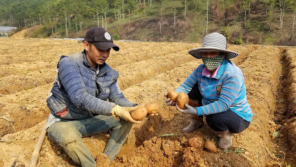 Sốc: 578 tấn khoai tây Trung Quốc nhập về Đà Lạt chỉ trong 90 ngày - 1