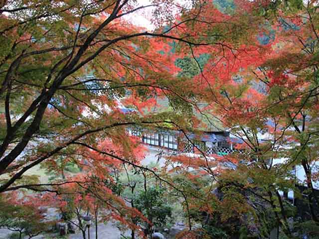 Mùa này đến Nhật Bản nhất định phải tới ”thiên đường mùa thu” ngắm lá chuyển màu