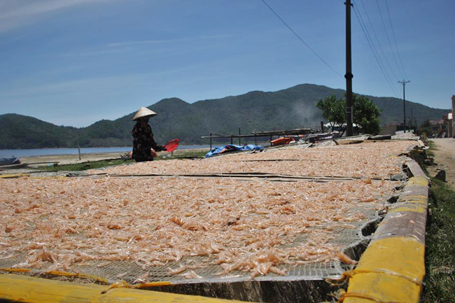 Một giá tôm, ruốc chờ phơi khô.