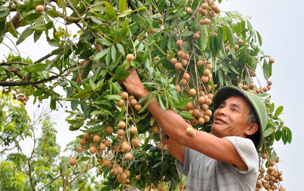 Kiếm chục triệu/vụ nhờ nghề ăn theo mùa thu hoạch quả &#34;tiến vua&#34; - 1