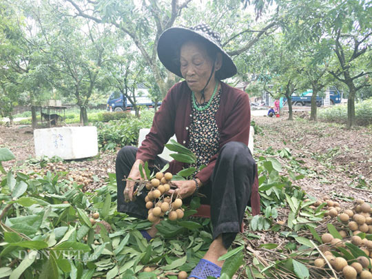 Kiếm chục triệu/vụ nhờ nghề ăn theo mùa thu hoạch quả &#34;tiến vua&#34; - 5