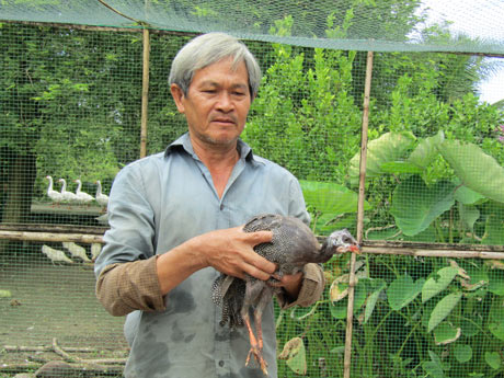 Nuôi loài gà lông lấm tấm, bay giỏi như chim, bán 100 ngàn/con - 1