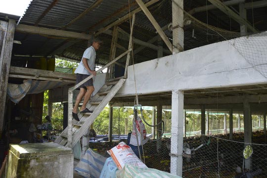 Chuồng 2 tầng nuôi gà nòi lai giúp một nông dân “hốt bạc” - 3