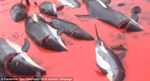 Thêm 100 cá voi bị dồn vào một góc, đâm chết hàng loạt ở Đan Mạch - 1