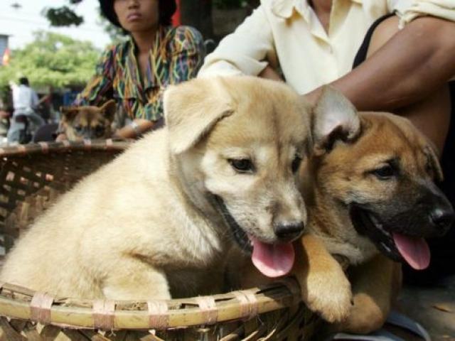 Hàng loạt báo nước ngoài đưa tin Hà Nội kêu gọi ngừng ăn thịt chó