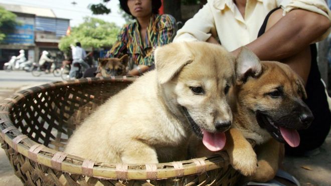 Hàng loạt báo nước ngoài đưa tin Hà Nội kêu gọi ngừng ăn thịt chó - 1