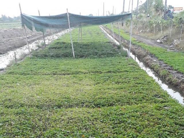 Cả làng ”ăn” khoai lang, riêng anh trồng rau má, thu 800 ngàn/ngày