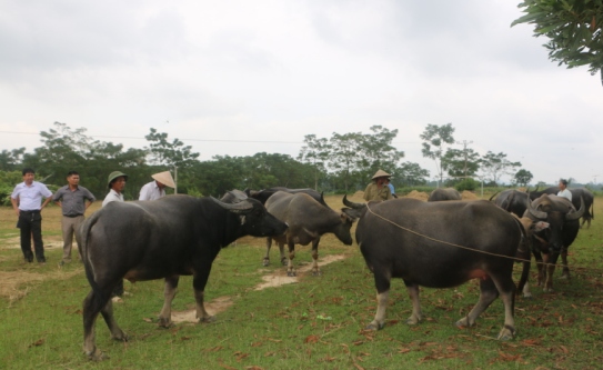 Nghệ An: Vỗ béo trâu thuê ở chợ Ú, nghề kiếm tiền dể như ăn kẹo - 2