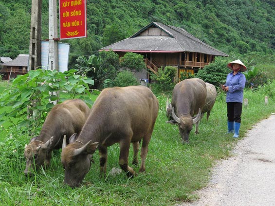 Nghệ An: Vỗ béo trâu thuê ở chợ Ú, nghề kiếm tiền dể như ăn kẹo - 4