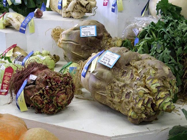 Giant vegetables in Alaska