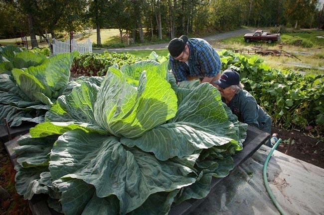 Giant vegetables in Alaska