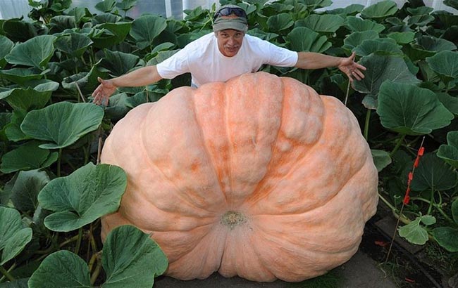 Giant vegetables in Alaska