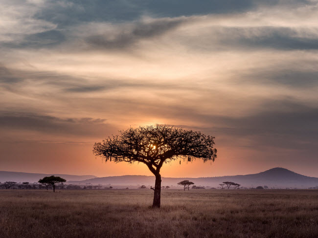 Khung cảnh hoàng hôn trên thảo nguyên tại vùng Serengeti, Tanzania.