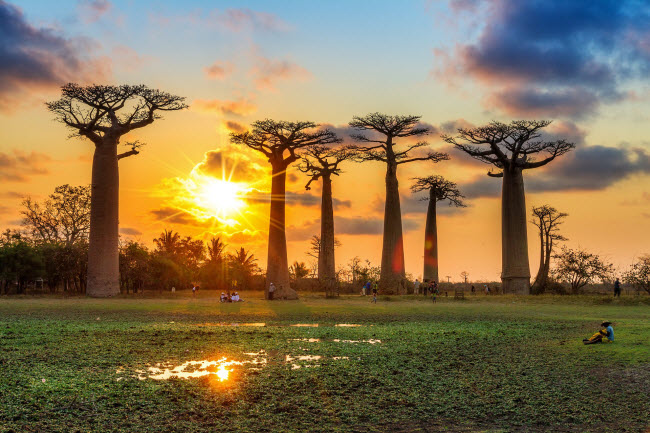 Những cây Baobab khổng lồ in bóng trên nền trời hoàng hôn ở&nbsp; Madagascar.