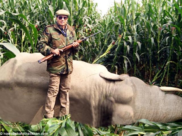 Thợ săn hàng đầu Ấn Độ nhận lệnh giết hổ cái hại chết 13 người
